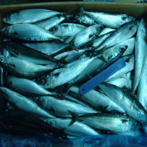 FROZEN PACIFIC MACKEREL 