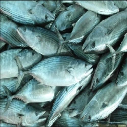FROZEN STRIPED BONITO